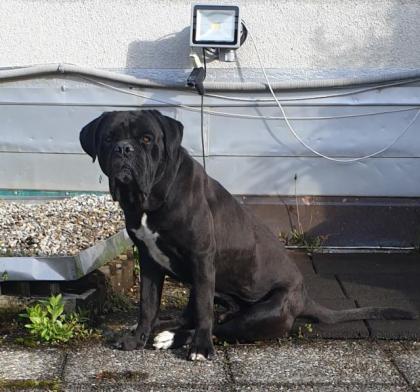 Zürich Süsse, reinrassige Cane Corso Welpen jetzt abzugeben