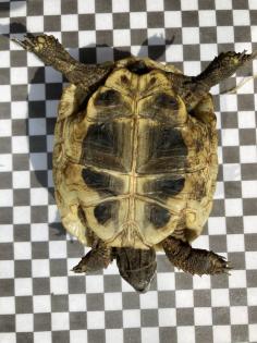 3 Griechische Landschildkröten NZ 2022