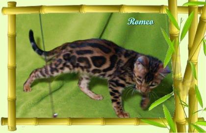 Exklusiver und pfiffiger Bengal Kater, Donat Rosetten, Eyecatcher, unkastriert