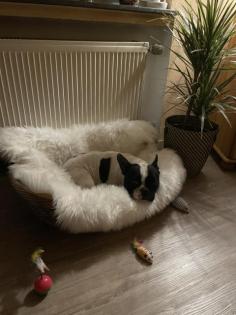 Französische Bulldogge