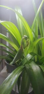 Rhombodera Magaera Mantis, Gottesanbeterin L3
