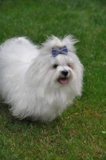 Malteserwelpen