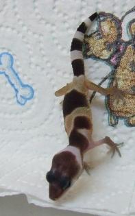 4 Leopardgeckonachzuchten 2021