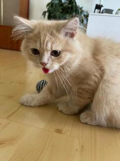 Katze, Kitten Britisch Lang Britisch Kurzhaar