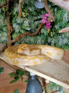 Albino Tigerpython zu verkaufen