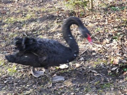Trauerschwan 1, 0
