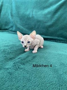 Süße Canadian Sphynx Kitten