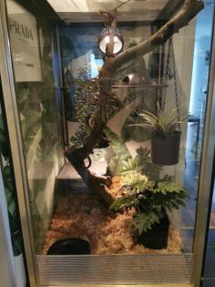 Terrarium komplett Showvitrine Kornnatter