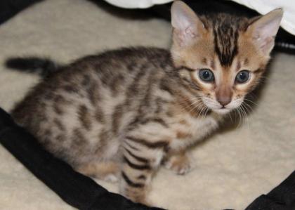 Reinrassige Bengal Kitten