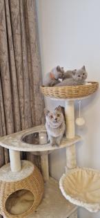 Bkh- kitten Bkh-kitten