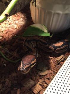 2 Königsphyton mit Terrarium umständehalber abzugeben
