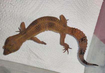 Leopardgeckos