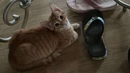 Birma-Hauskatze Mix 1Kater 1Kätzin Kitten