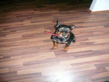 Dobermann welpe weiblich abzugeben.