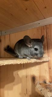 Zahme Chinchilla mit Käfig und Zubehör