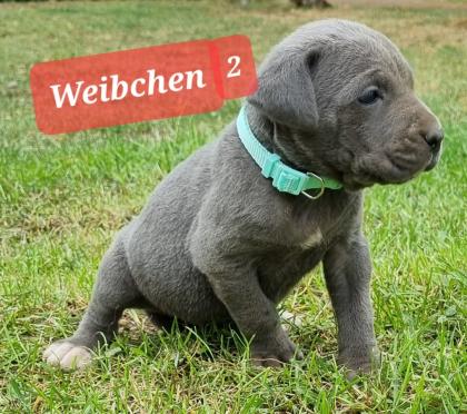Cane Corso Welpen Reinrassig