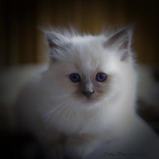 Heilige Birma Kitten mit Stammbaum