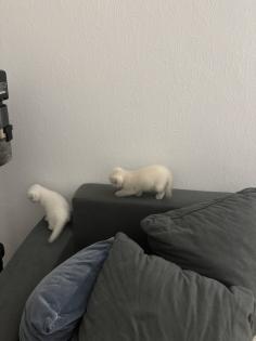 2 BKH/ Scottish Fold Mix Kitten