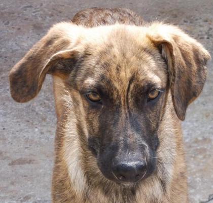 Trust - Charmeur mit Blick zum Dahinschmelzen sucht eine Familie