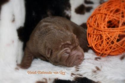 Shar pei welpen geb. am 22. 10. 2021