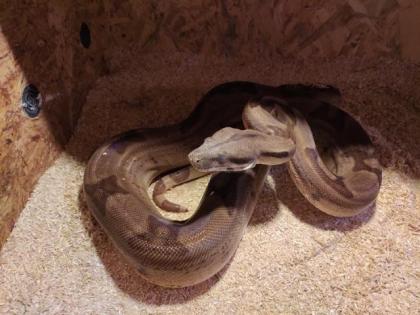 Boa Constrictor Imperator 2 Weibchen