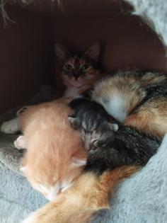 2 Katzenbabys, 12 Wochen, Weibchen und Junge