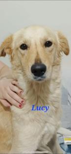 Lucy sucht ihr Zuhause