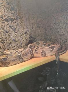 Boa Constrictor I. , männlich, 2m