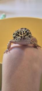 Leopardengecko in Terrarium inkl. üppigen Zubehör