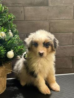 Miniature Australian Shepherd Mini Aussie