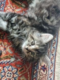 4 Kitten suchen ein neues Zuhause