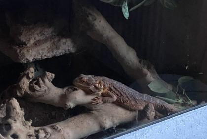 Liebe Bartagame schweren Herzens abzugeben