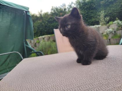 BKH/EHK Mix Kater ab 18. 10 abgabebereit