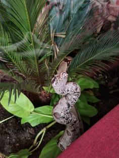 0. 1 Boa Constrictor Constrictor Guyana