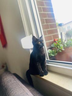 Katze verkaufen heißt bagera sucht ein neues wohnung