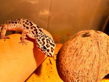 Leopardgeckos suchen gutes Zuhause
