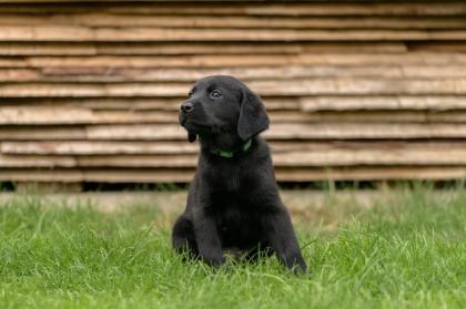 Reinrassige Labrador Welpen