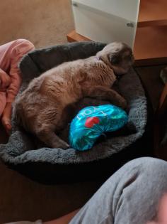 British kurzhaar/schottische faltohrkatze mischling
