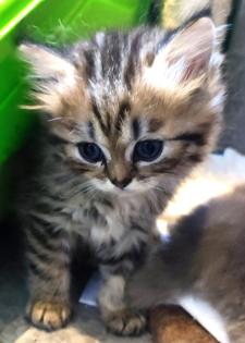 BKH und BLH Kitten suchen liebevolles Zuhause