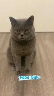 BKH Kitten grau ab dem 18. 11 abgabebereit