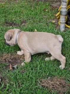 Französische Bulldogge Welpen mit Rute