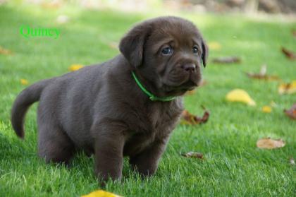 Labrador Welpen braun Showtyp Zucht seit 1998