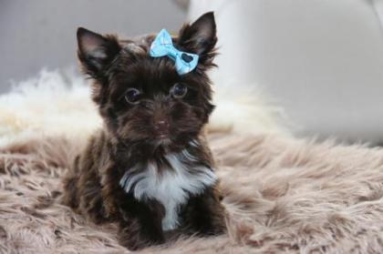 Yorkshire Terrier mit Papiere in schoko Farbe