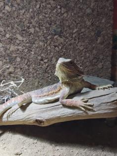 Bartagame und Terrarium mit Zubehör zu verkaufen
