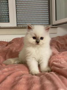 Perser Kitten
