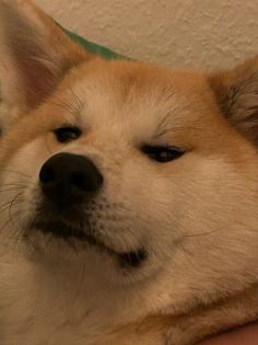 Akita Inu Hündin