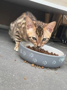 Bengalen Babys suchen neue Dosenöffner