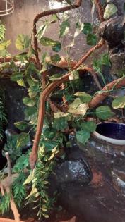 Kornnatter m/w striped / black albino Schlangen 15 Jahre 2 Terrarien
