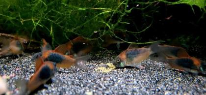 Venezuela Panzerwels Osteogaster Corydoras venezuelanus orange