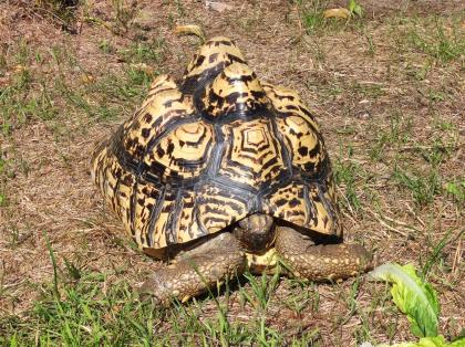 Phantherschildkröte